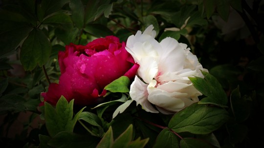 記者攝影家王帥偉攝影作品:千嬌萬態(tài)乃牡丹