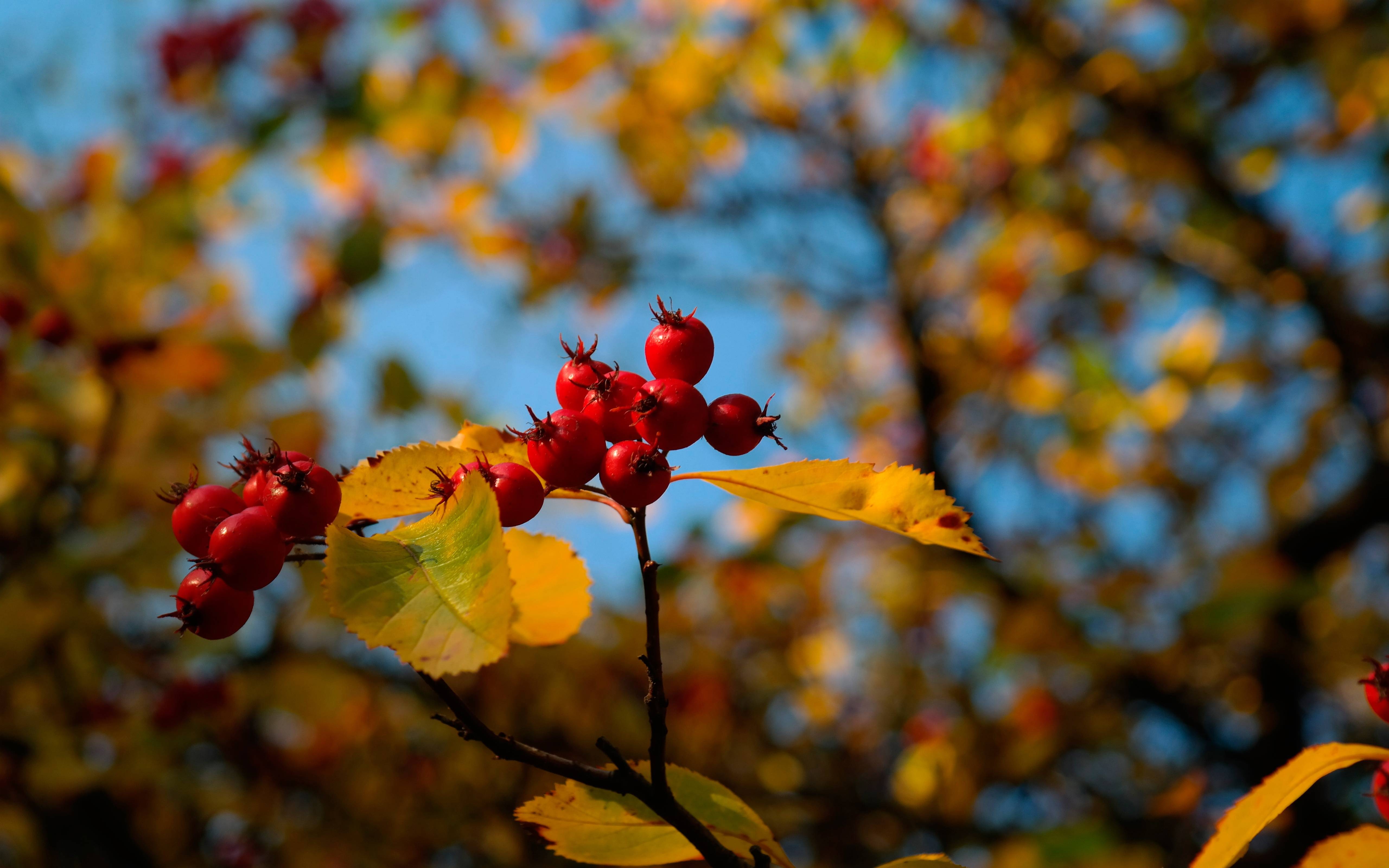 陳寶璐｜于最美的秋天里，收獲歲月的深情（美文）