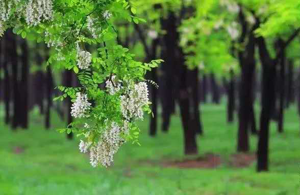 黃河入海 我們回家——第八屆黃河三角洲濕地槐花節(jié)飄香孤島鎮(zhèn)紀(jì)實
