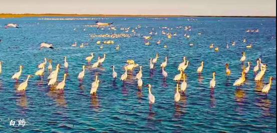 黃河口實力刷屏 中國·東營首屆短視頻網(wǎng)紅大會收官