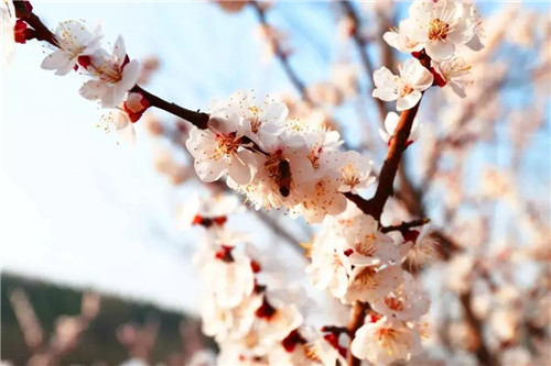 紅旗渠風景區(qū)有序開放 迎來首批游客