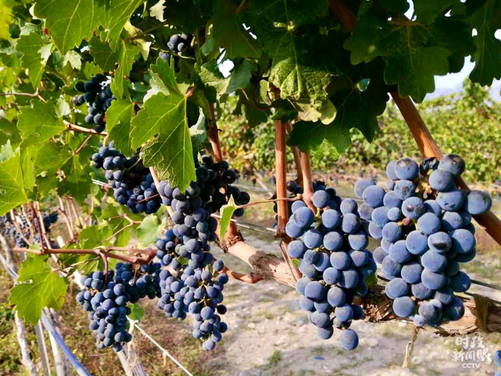 寧夏之行，習(xí)近平提出“三個不動搖”