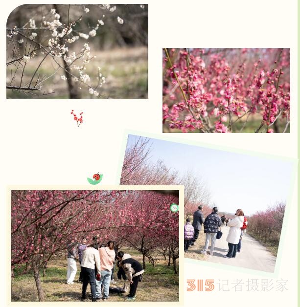 森林之城 醉美唐陵 | 第二屆天王唐陵花木節(jié)今日盛大開(kāi)幕