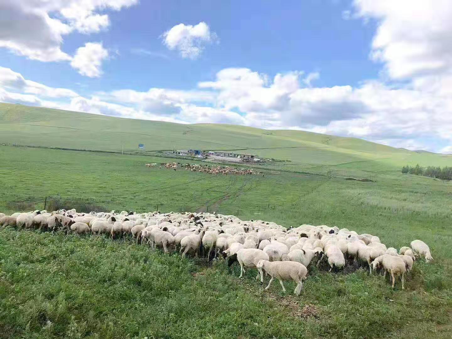 百年老店同盛祥 大愛無疆張振中