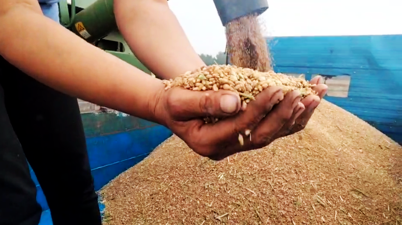 搶夏收麥歸倉 好政策水入田—記山東德州寧津縣王吏目村小農(nóng)水工程