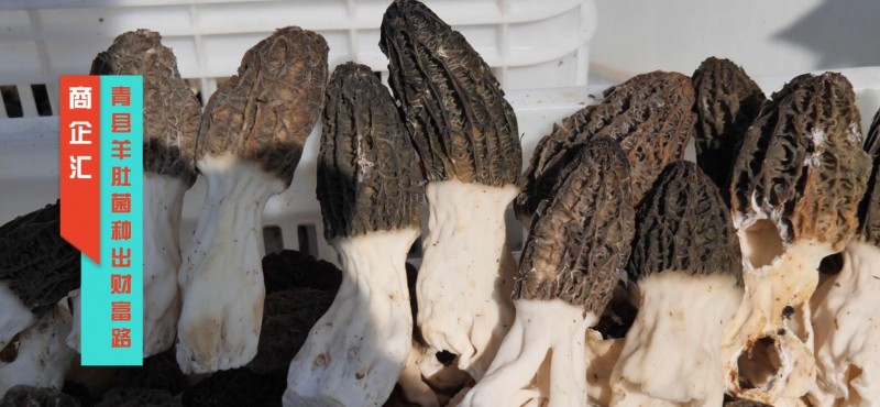 商企匯：青縣羊肚菌種出財(cái)富路