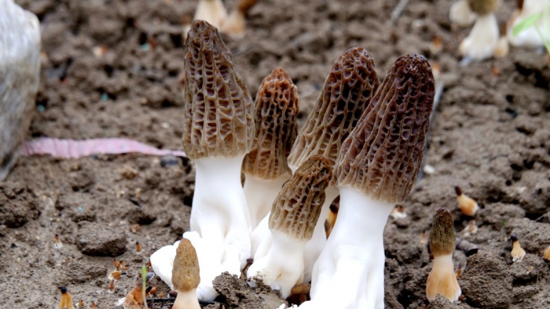 商企匯：青縣羊肚菌種出財(cái)富路