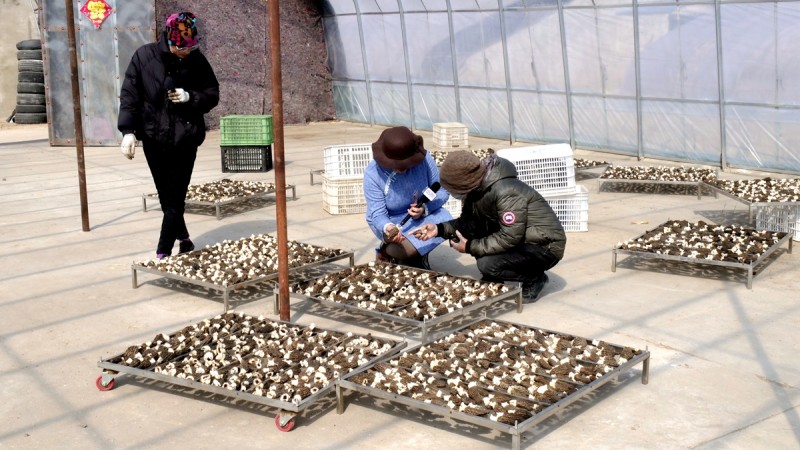 商企匯：青縣羊肚菌種出財(cái)富路