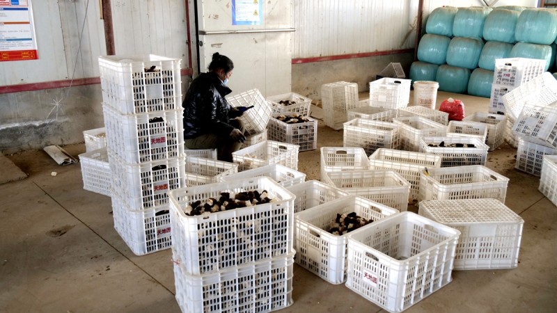 商企匯：青縣羊肚菌種出財(cái)富路