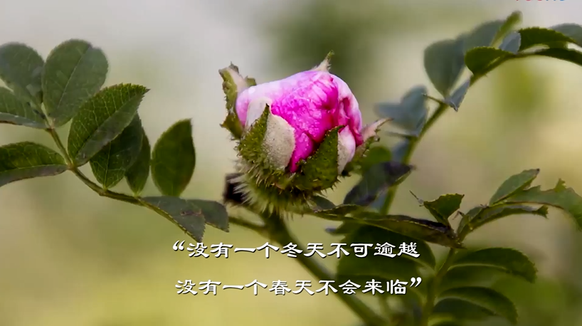 眾志成城抗疫情 文藝戰(zhàn)線在行動(dòng)(九)著名作家蔡蘭茹