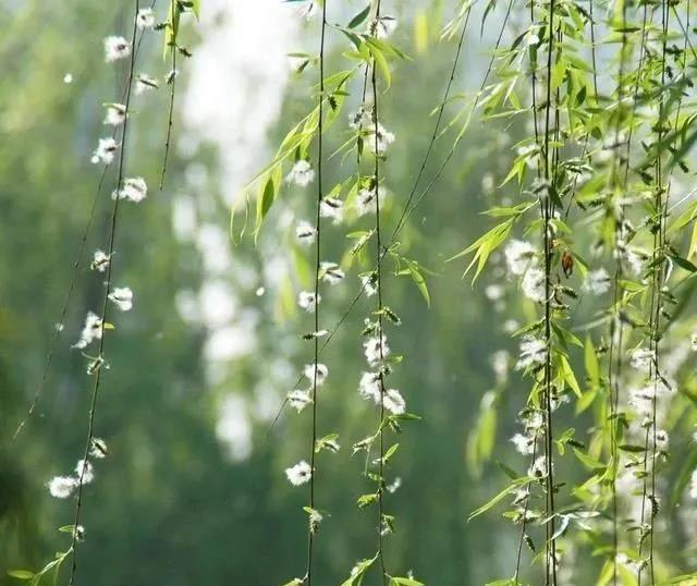 喝火令六首‖文：宋愛軍