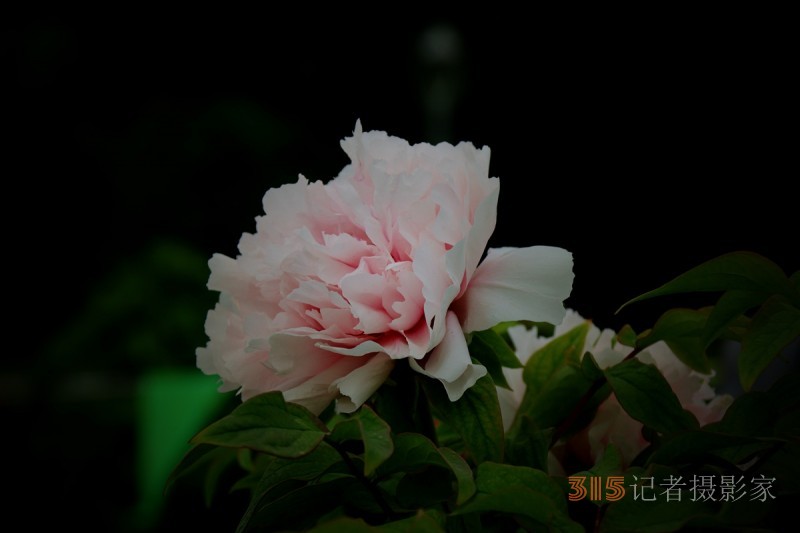 記者攝影家王帥偉攝影作品:千嬌萬(wàn)態(tài)乃牡丹