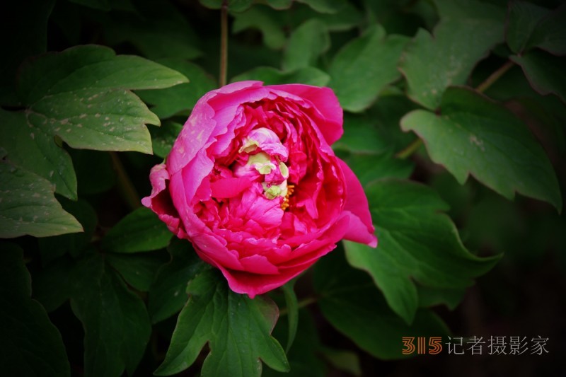 記者攝影家王帥偉攝影作品:千嬌萬(wàn)態(tài)乃牡丹