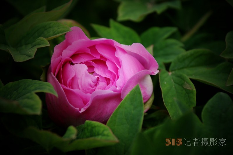 記者攝影家王帥偉攝影作品:千嬌萬(wàn)態(tài)乃牡丹