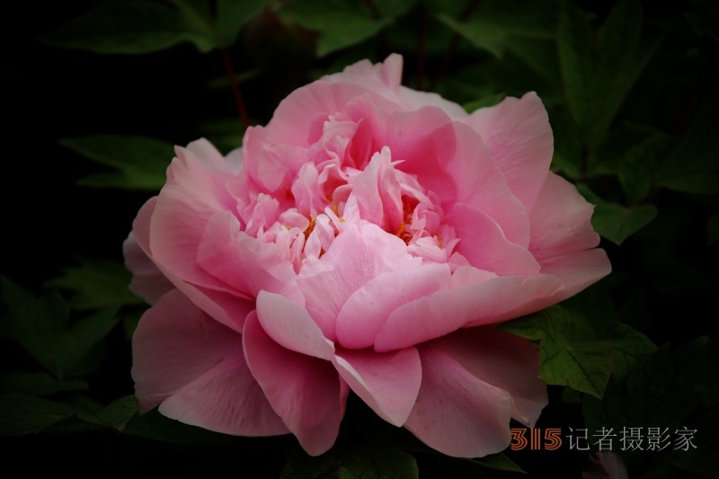 記者攝影家王帥偉攝影作品:千嬌萬(wàn)態(tài)乃牡丹