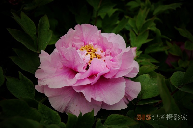 記者攝影家王帥偉攝影作品:千嬌萬(wàn)態(tài)乃牡丹